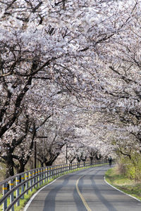 Road amidst trees
