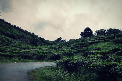 Panoramic shot of road amidst trees against sky