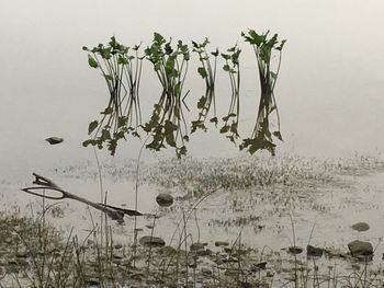 Plants growing by lake