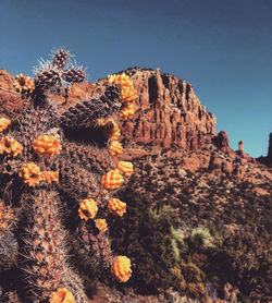 Cactus growing on rock against sky