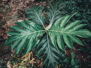 plant
