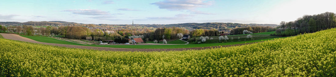 Scenic view of agricultural field against sky