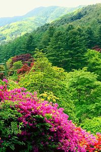 View of flower tree