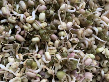 Full frame shot of sprouted mungbeans