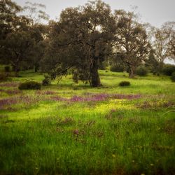 Full frame shot of white flowers in field