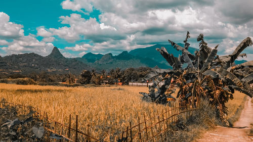 Scenic view of agricultural field against sky