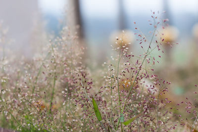 Close-up of plants against blurred background