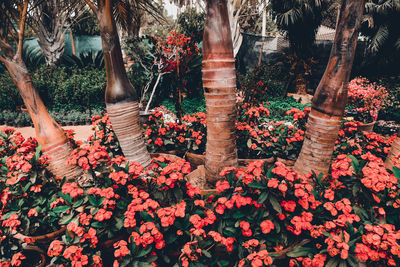 Pink flowers blooming in park