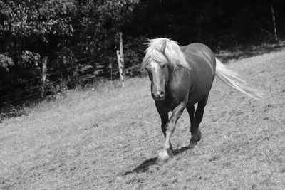 Horse standing in a field