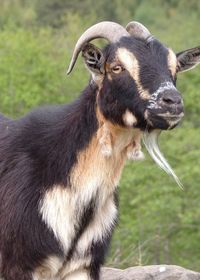 Close-up of goat on field