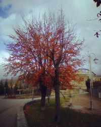 Trees against sky during autumn