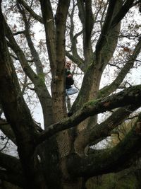 Low angle view of tree in forest