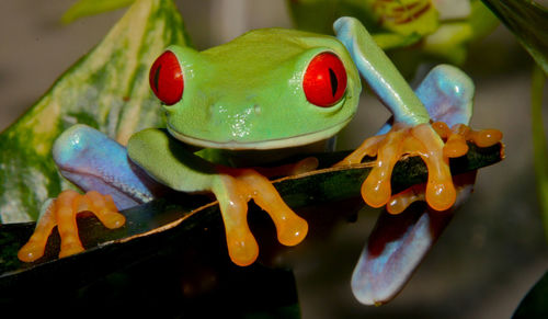 Close-up of  red eyed tree frog