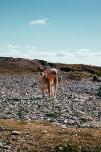 Horse on landscape against sky