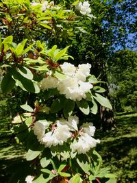 Close up of white flowers blooming on tree