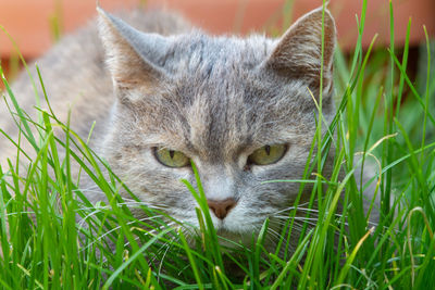 Italian cat laying on the pot plant.european kittens.animal lover