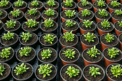 Close-up of plants in greenhouse