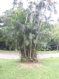 Trees growing on field