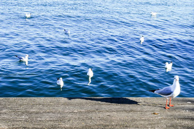 Seagulls perching on lake
