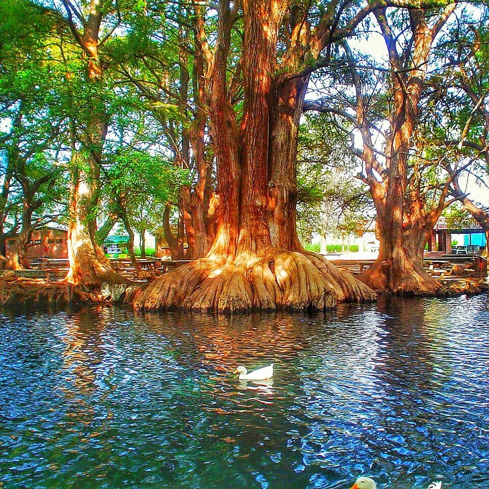 tree, no people, outdoors, water, nature, day, growth, sky, animal themes