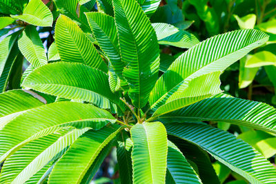Close-up of green leaves