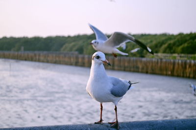 Seagulls at lakeshore