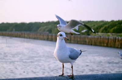 Seagull perching on a sea against sky