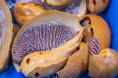 High angle view of mushrooms in container