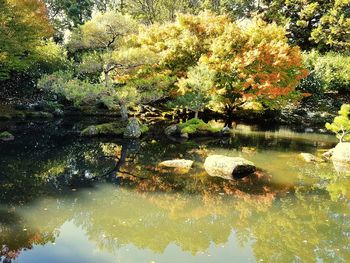 Reflection of trees in lake