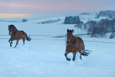 Two horese running through the snow on sunset
