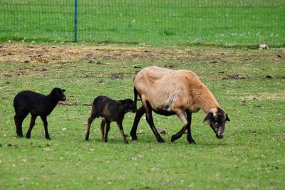 Horses grazing in a field
