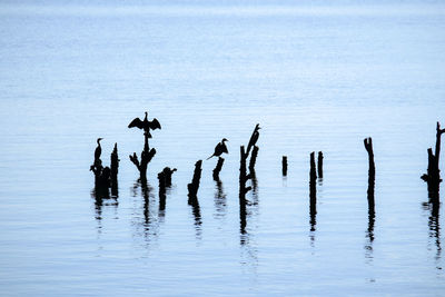 View of birds in lake