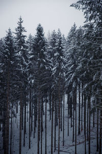 Feldberg trees 