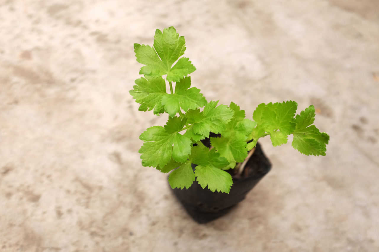 HIGH ANGLE VIEW OF FRESH GREEN LEAVES