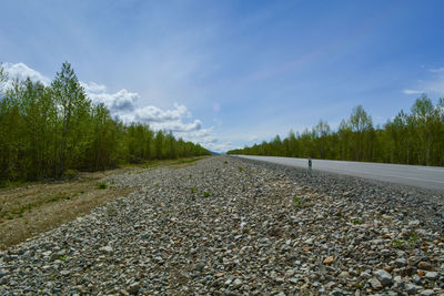 Surface level of road along trees