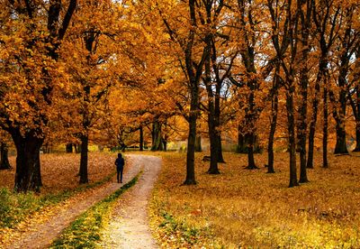 Footpath amidst trees during autumn