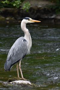 Gray heron perching on a lake