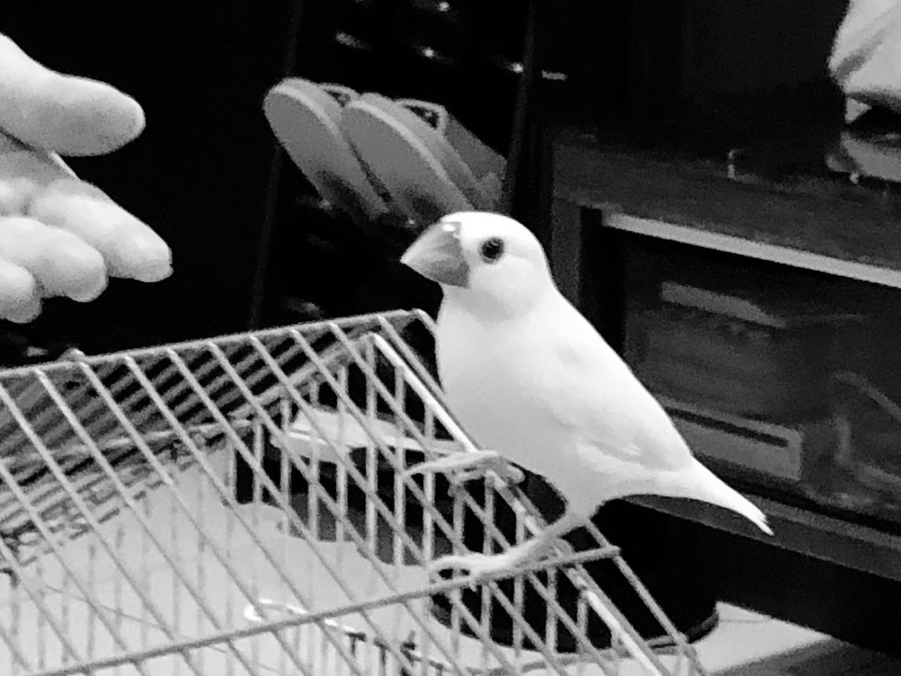 BIRD PERCHING ON HUMAN HAND