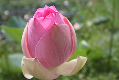 Close-up of pink rose
