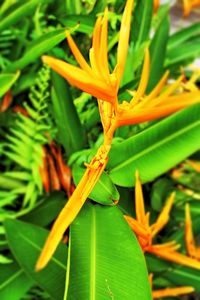 Close-up of lizard on plant