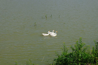 High angle view of swans swimming in lake
