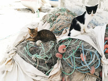 Portrait of cat sleeping