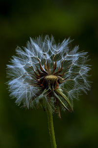 Close-up of wilted dandelion flower