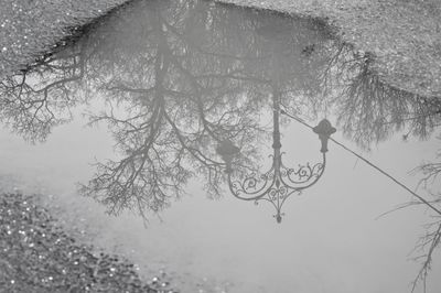 Reflection of trees in puddle