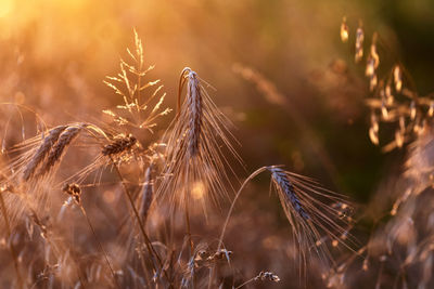 Close-up of wheat growing on field