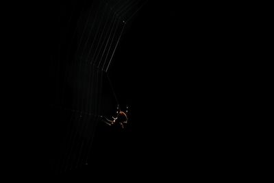 Spider on black at night