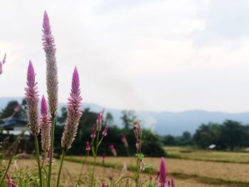 Close-up of purple flowering plants on field against sky