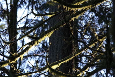 Low angle view of trees in forest against sky