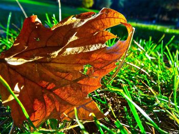 Close-up of leaves on field