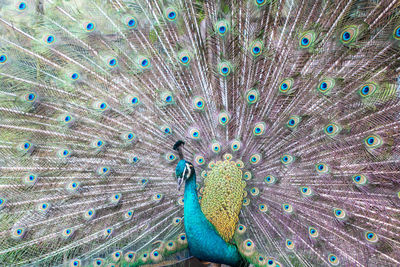 Close-up of peacock